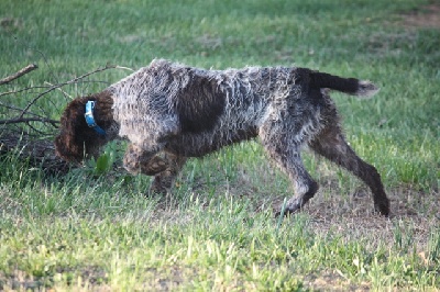 Boomer en Amérique