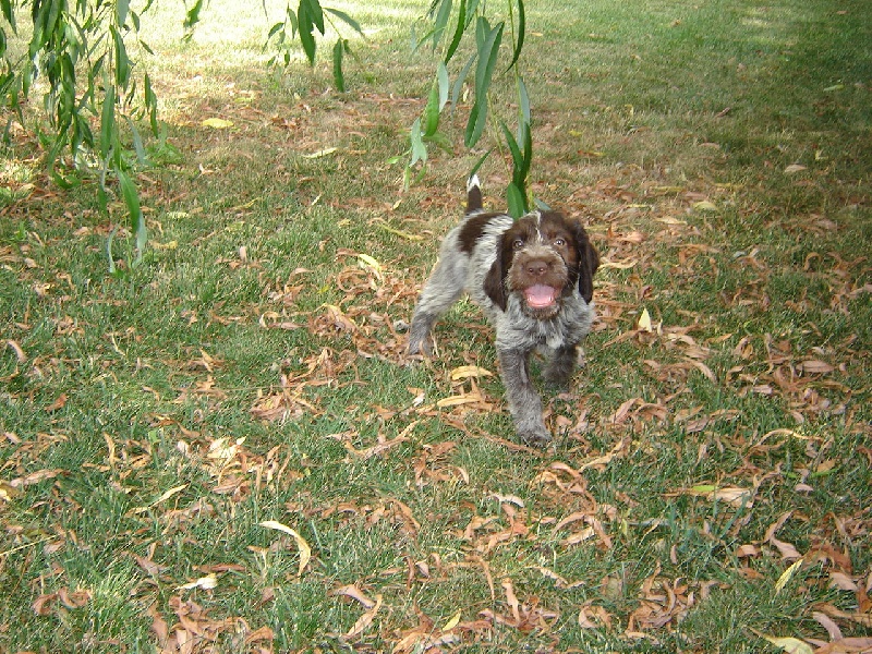 Les chiots nés à l'élevage