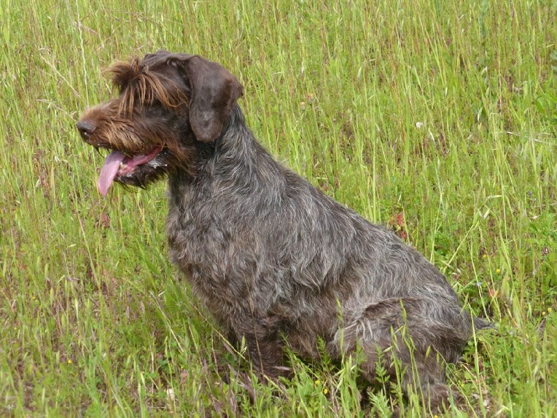 Colline et ces chiots 2015